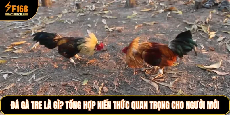 Đá Gà Tre